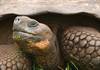 TBZ Turtle