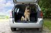 Dog in Car