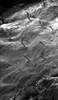 Skin teeth (denticles) protrude from the skin of Ecudarian cavefish Astroblepus pholeter. 