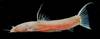 Ecuadorian cavefish Astroblepus pholeter. Image Credit: Daphne Soares, University of Maryland