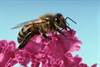 Honey Bee image USDA