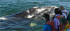 Hermanus Whale Festival