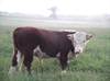 Livestock
