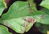 Symptom potato late blight