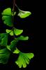 Ginkgo Biloba Leaves