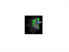 Computer model of S100P, showing how drug molecules interact with the protein.