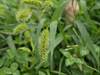 Bioenergy Grass