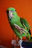 Heidenreich parrot delbert