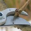 pruning - One landscape