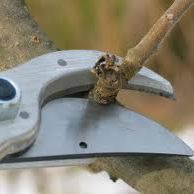 pruning - One landscape