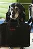 availability- accessability- Ada- dog