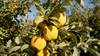 OPAL Apple19