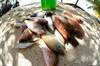 Daily Catch From The Coast of Sanctuary Caye