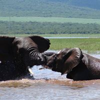 Elephant - Karin Hougaard