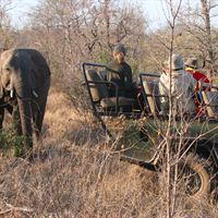 Little Garonga - Elephant 