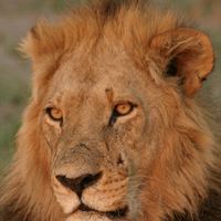 Serena Male Lion