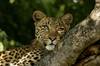 Selous Leopard Serena