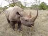 1202 Morani the Tame Rhino