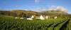 Steenberg Hotel Vineyards