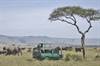 Mara Serena Safari Lodge - Game Drive Experience