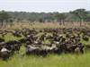 Migration Image from Serena Hotels