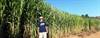 Giant King Grass GKG
