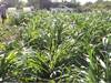 Giant King Grass