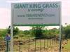Giant King Grass is coming