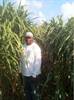 Giant King Grass