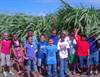 Giant King Grass on St Croix with the third-grade class