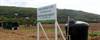 St Croix Giant King Grass nursery