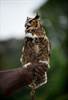 Raptor Day 2 credit Joshua Bright