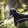 Agria Hund i skogen
