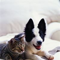 Agria hundvalp och katt 