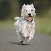 Agria West Highland White Terrier