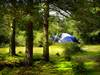 Camping in the Forest