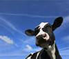 cow for web