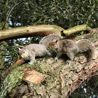 Grey squirrels - sarah mcneil copyright