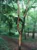 Glos RFS judging Painswick ruined beech Jun12 013 Bede Howell