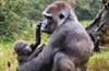 Gorilla-Baby
