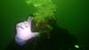 Diver gives the international sign for high glucose levels