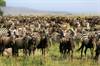 The Great Migration