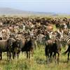 The Great Migration