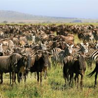 The Great Migration
