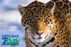New "Big Cats" are coming to AZA Accredited, Turtle Back Zoo!