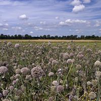 Gone to Seed by Josie Brough