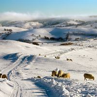 Sheep grazing by Richard Greswell