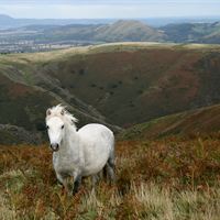 Spirit of the Mynd by Martin James