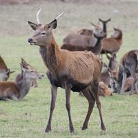 High Alert by Tom Williams