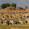 High resolution. Migration Cranes in the Hula Valley